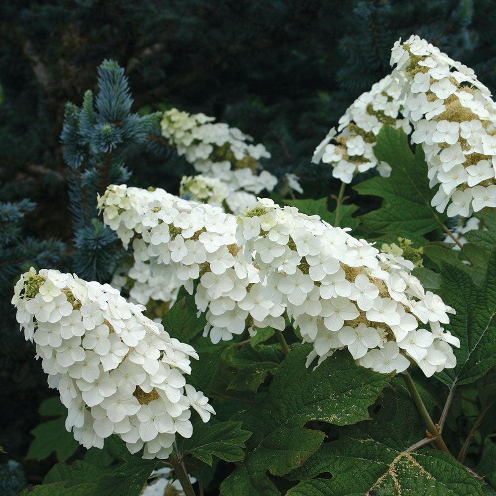 Hydrangea Quercifolia Snow Queen - View 3 from www redcrocus com