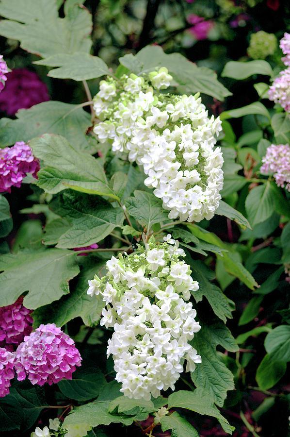 Hydrangea Quercifolia Snow Queen - View 9 from www redcrocus com