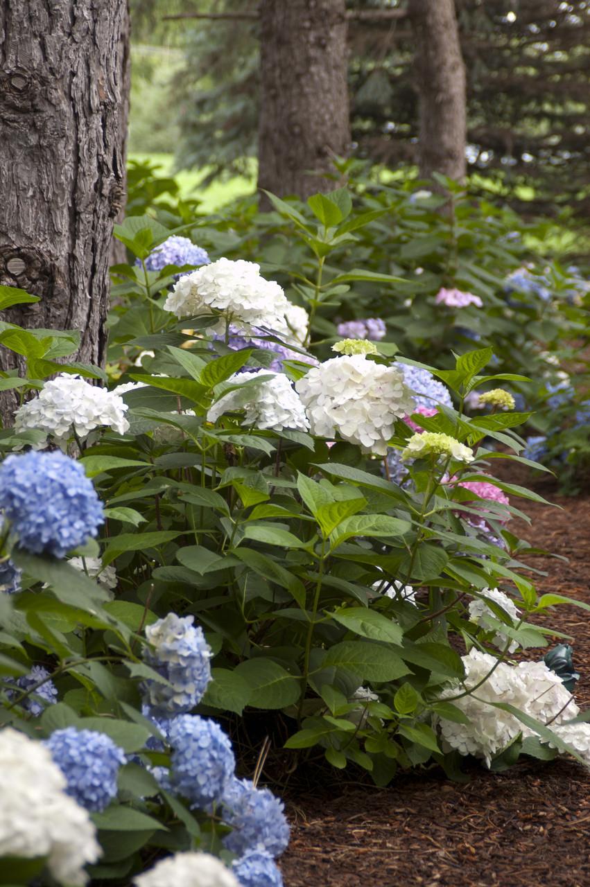 Hydrangea Macrophylla Blushing Bride - View 15 from www redcrocus com