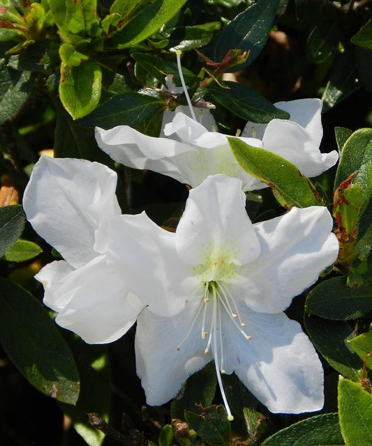 Azalea Helen Curtis - View 10 from www redcrocus com