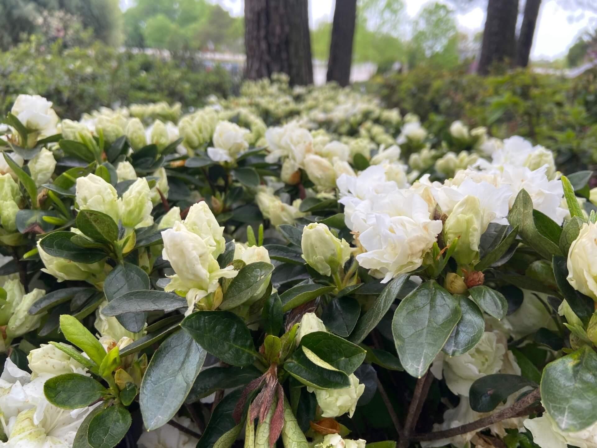 Azalea Helen Curtis - View 11 from www redcrocus com