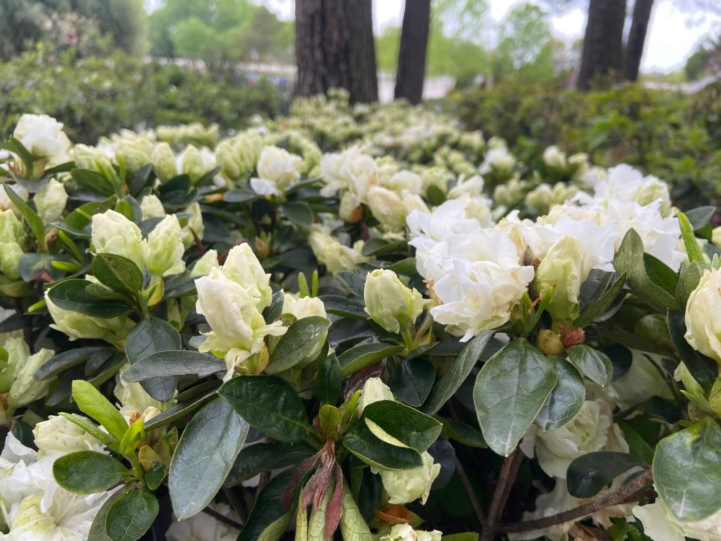 Azalea Helen Curtis - View 12 from www redcrocus com