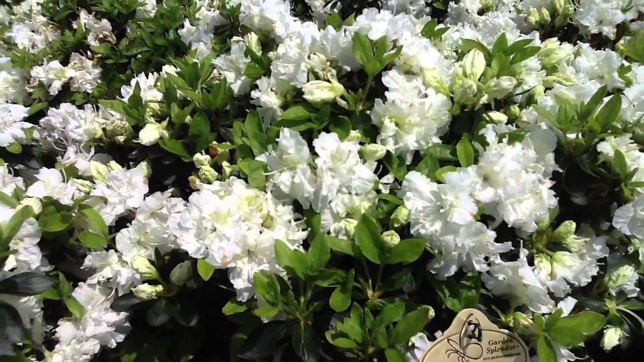 Azalea Helen Curtis - View 14 from www redcrocus com