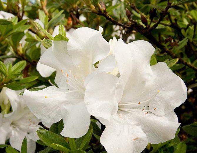 Azalea Helen Curtis - View 15 from www redcrocus com