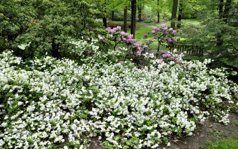 Azalea Helen Curtis - View 16 from www redcrocus com