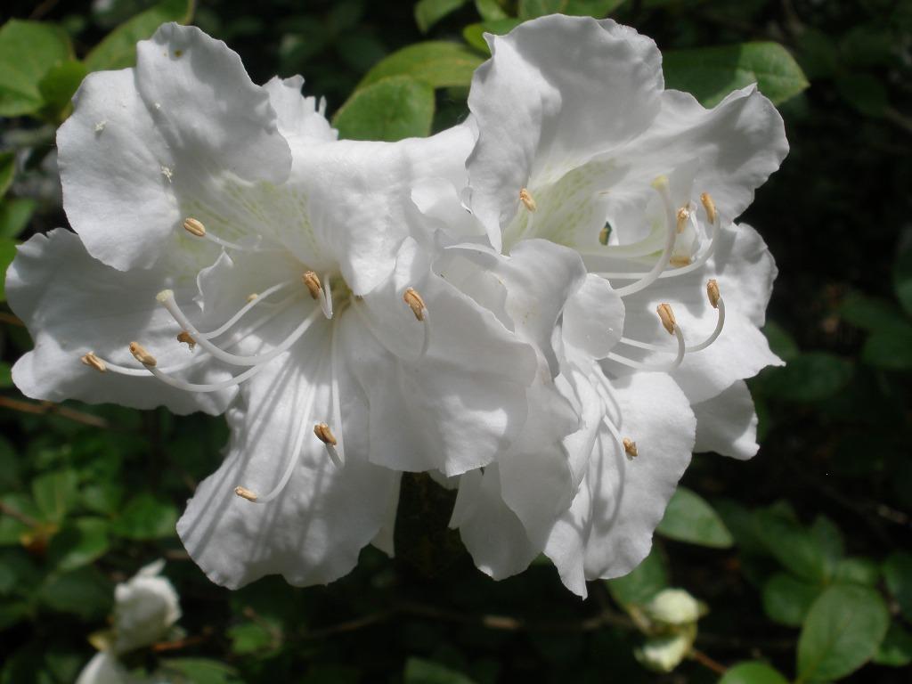 Azalea Helen Curtis - View 17 from www redcrocus com