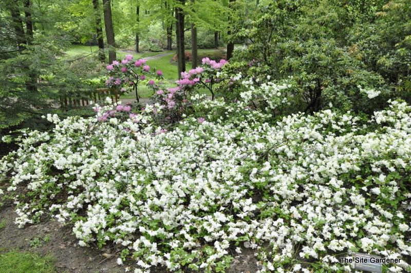 Azalea Helen Curtis - View 1 from www redcrocus com