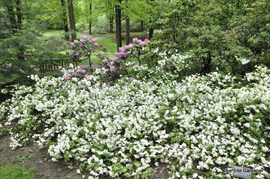 Azalea Helen Curtis - View 1 from www redcrocus com