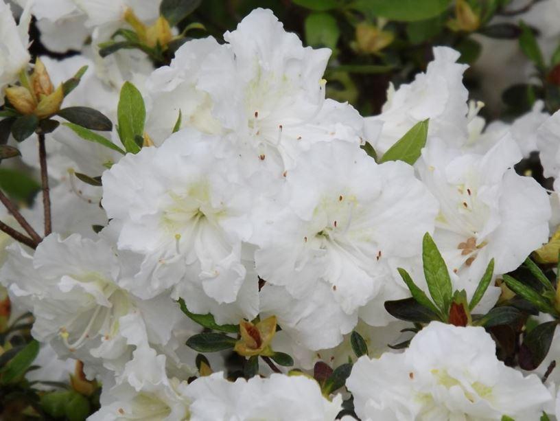 Azalea Helen Curtis - View 2 from www redcrocus com