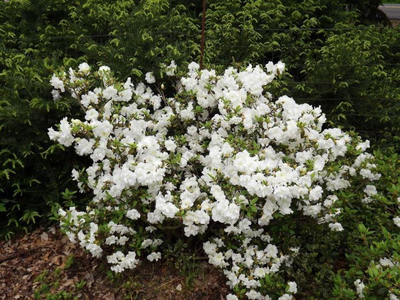 Azalea Helen Curtis - View 3 from www redcrocus com