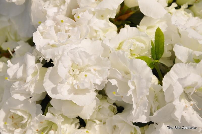 Azalea Helen Curtis - View 4 from www redcrocus com