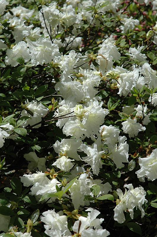 Azalea Helen Curtis - View 6 from www redcrocus com