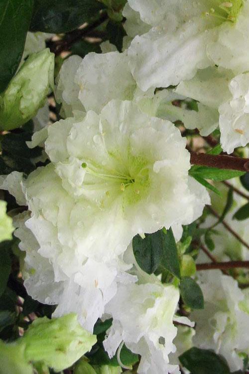 Azalea Helen Curtis - View 7 from www redcrocus com