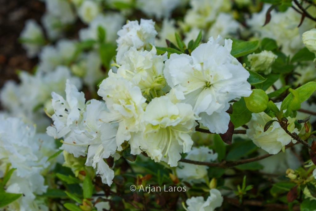 Azalea Helen Curtis - View 8 from www redcrocus com