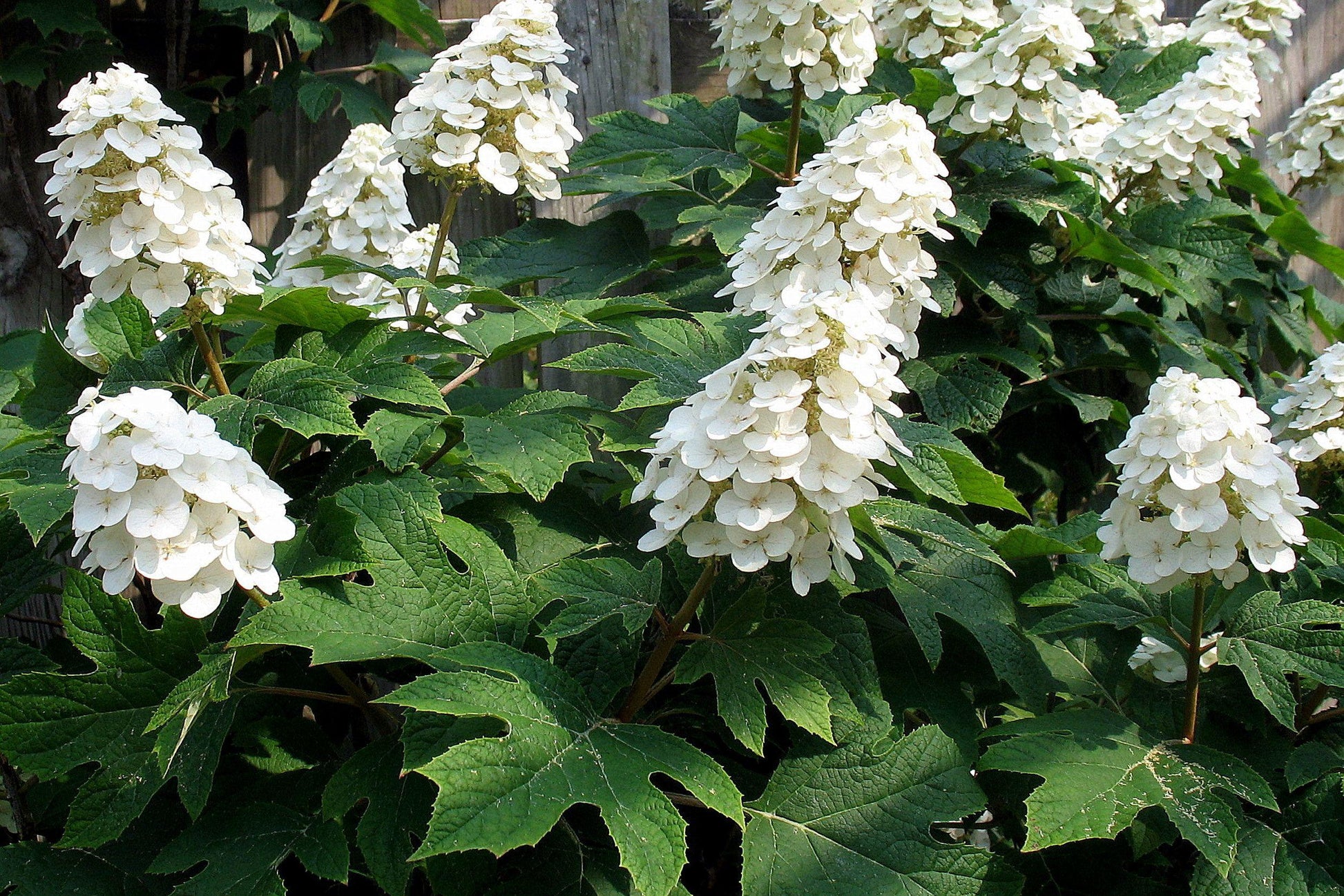 Hydrangea Quercifolia - View 16 from www redcrocus com
