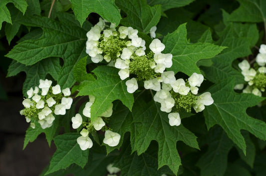 Hydrangea Quercifolia - View 1 from www redcrocus com