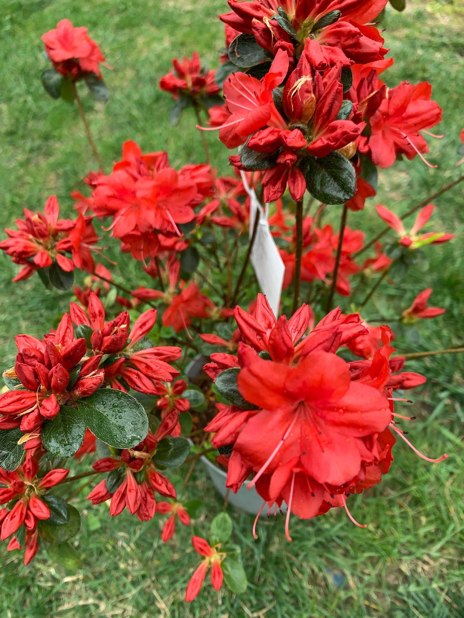 Azalea Stewartstonian - View 10 from www redcrocus com