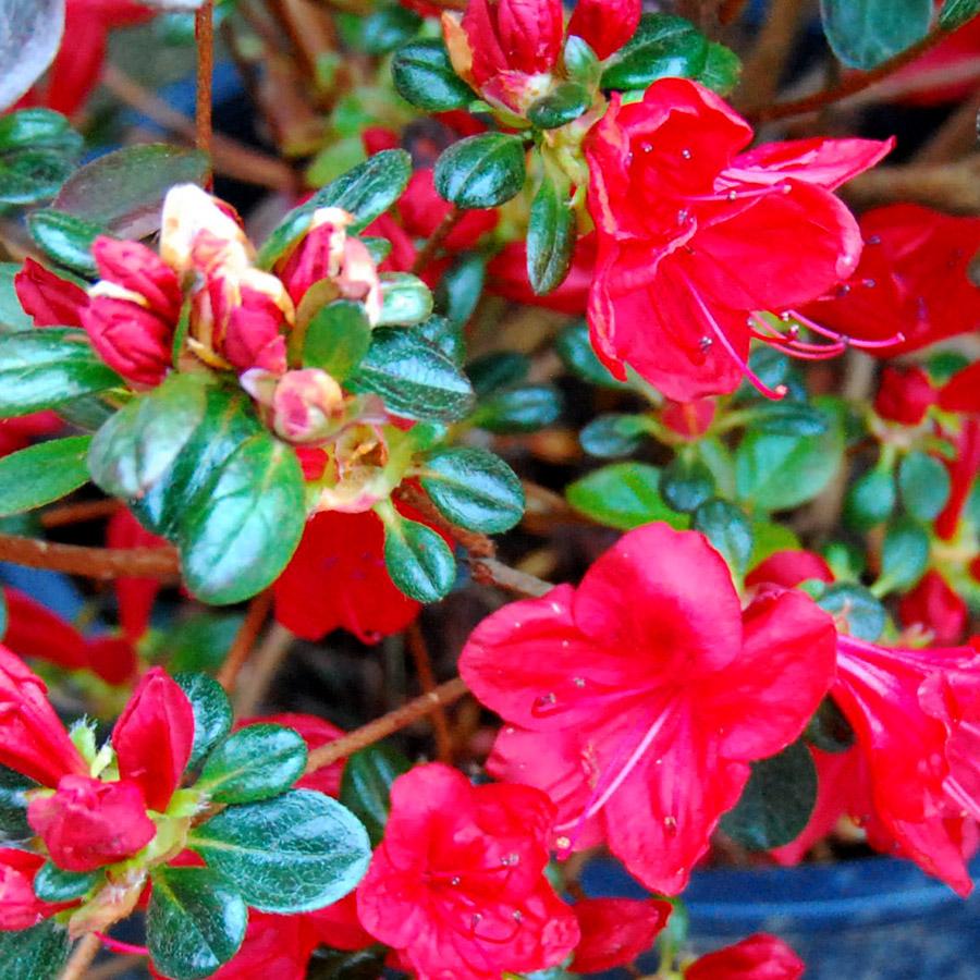 Azalea Stewartstonian - View 17 from www redcrocus com