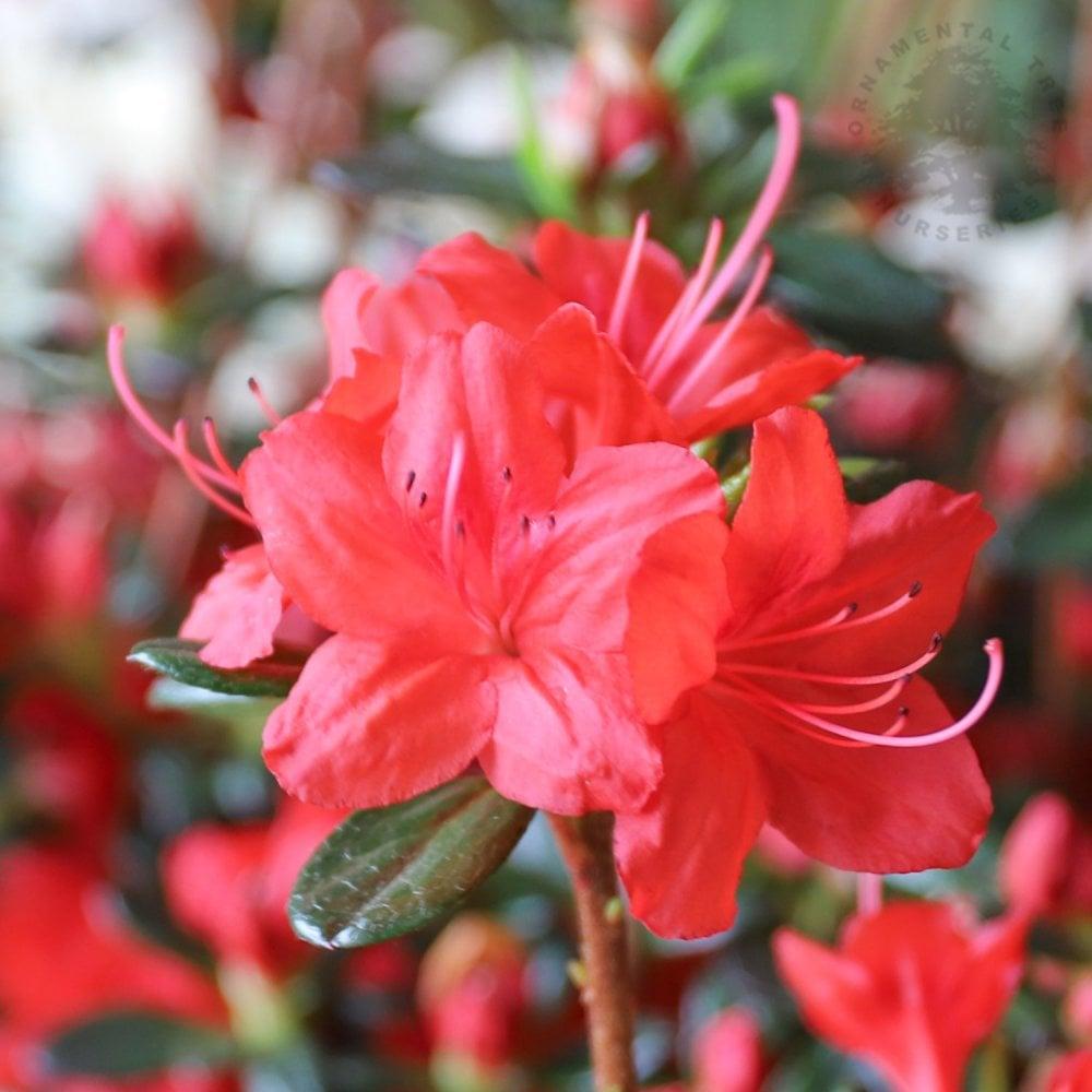 Azalea Stewartstonian - View 19 from www redcrocus com