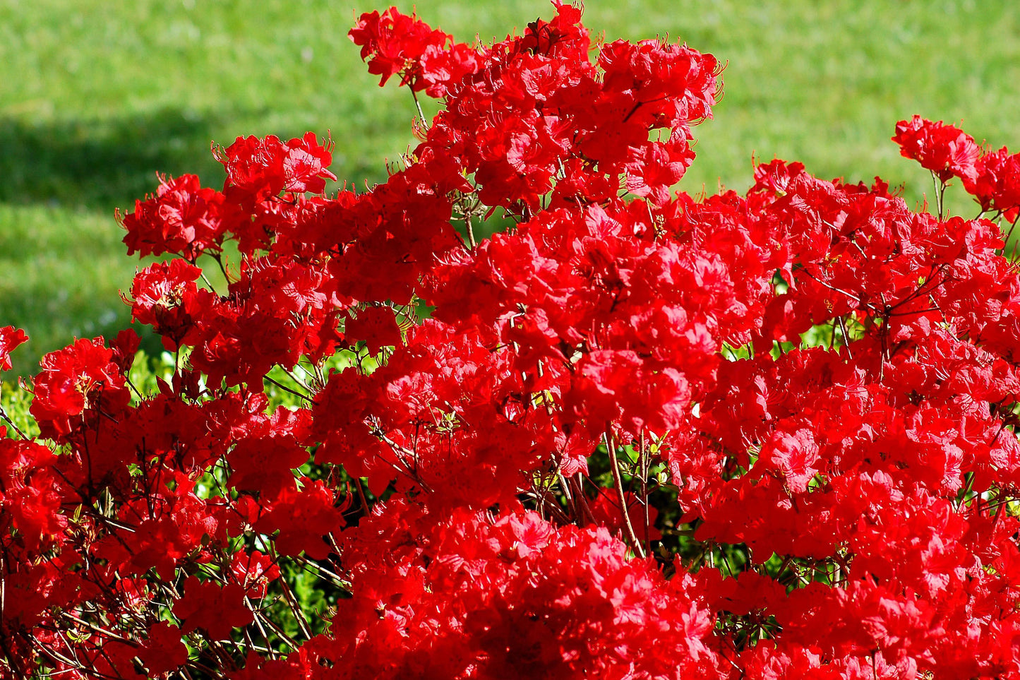 Azalea Stewartstonian - View 4 from www redcrocus com