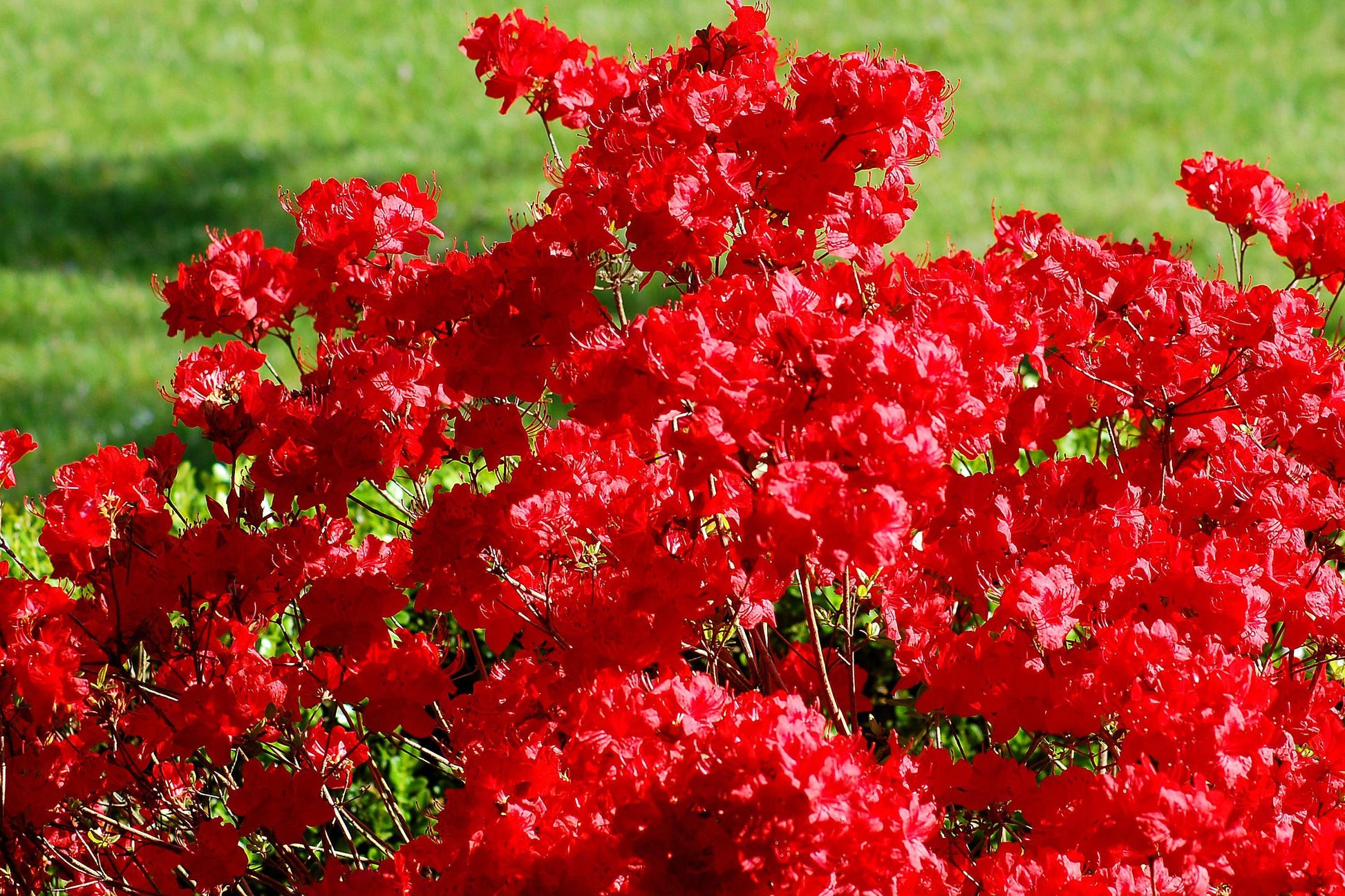 Azalea Stewartstonian - View 4 from www redcrocus com