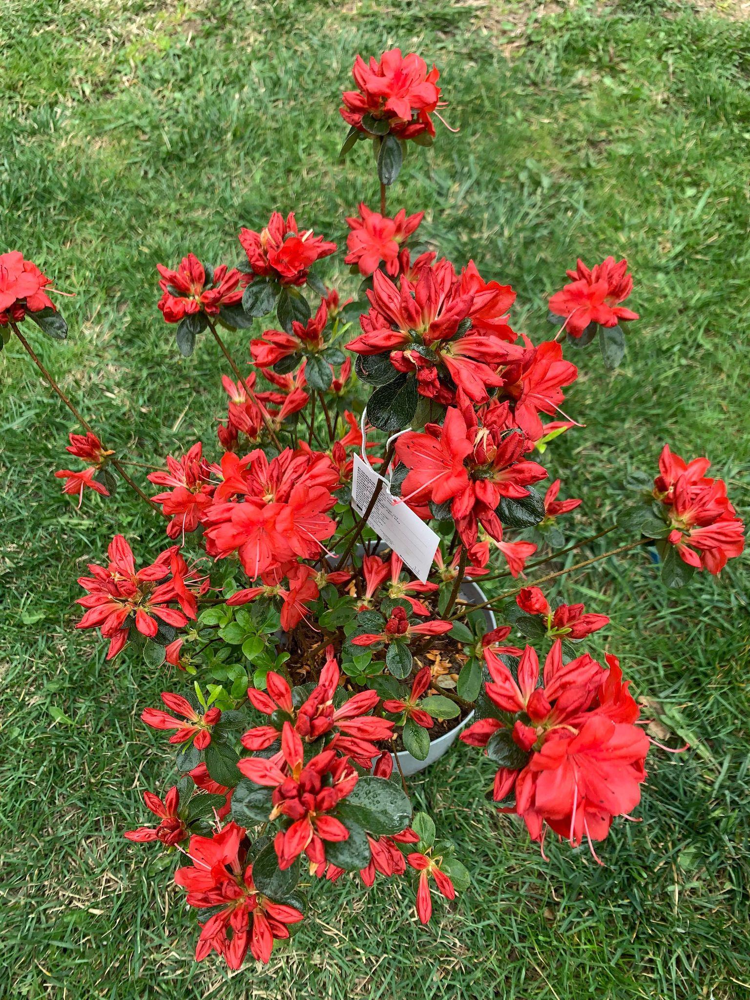 Azalea Stewartstonian - View 9 from www redcrocus com