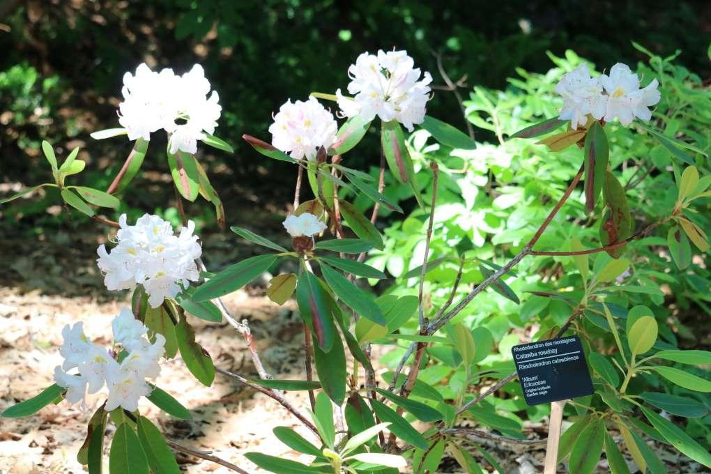 Rhododendron Album - View 12 from www redcrocus com
