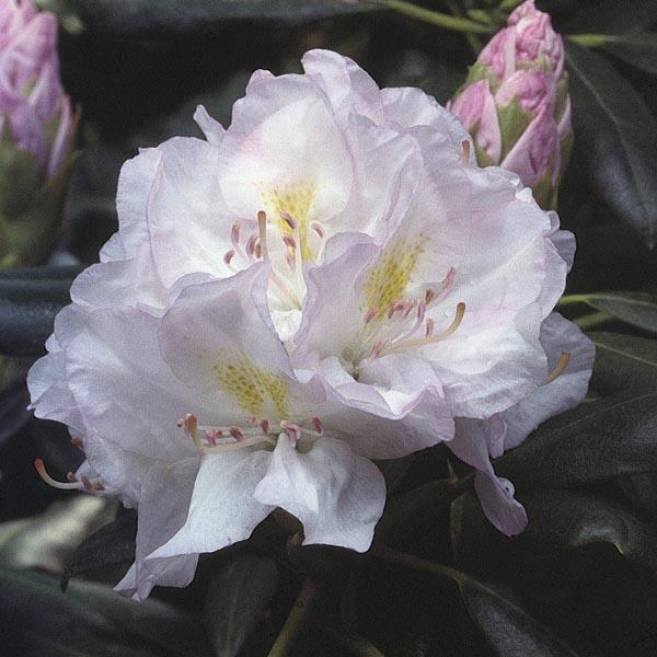 Rhododendron Album - View 16 from www redcrocus com
