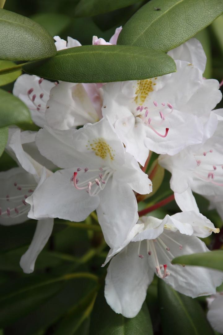 Rhododendron Album - View 7 from www redcrocus com