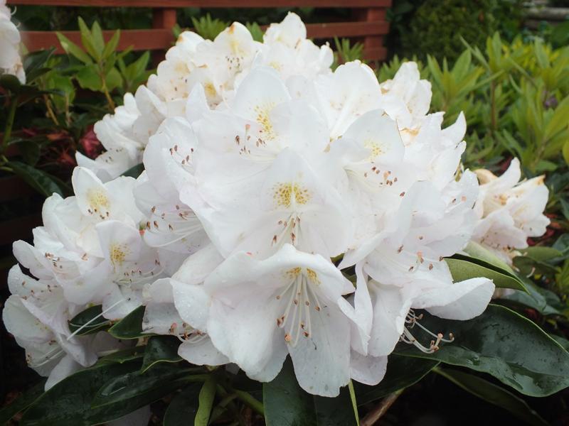 Rhododendron 'gomer Waterer' - View 12 from www redcrocus com