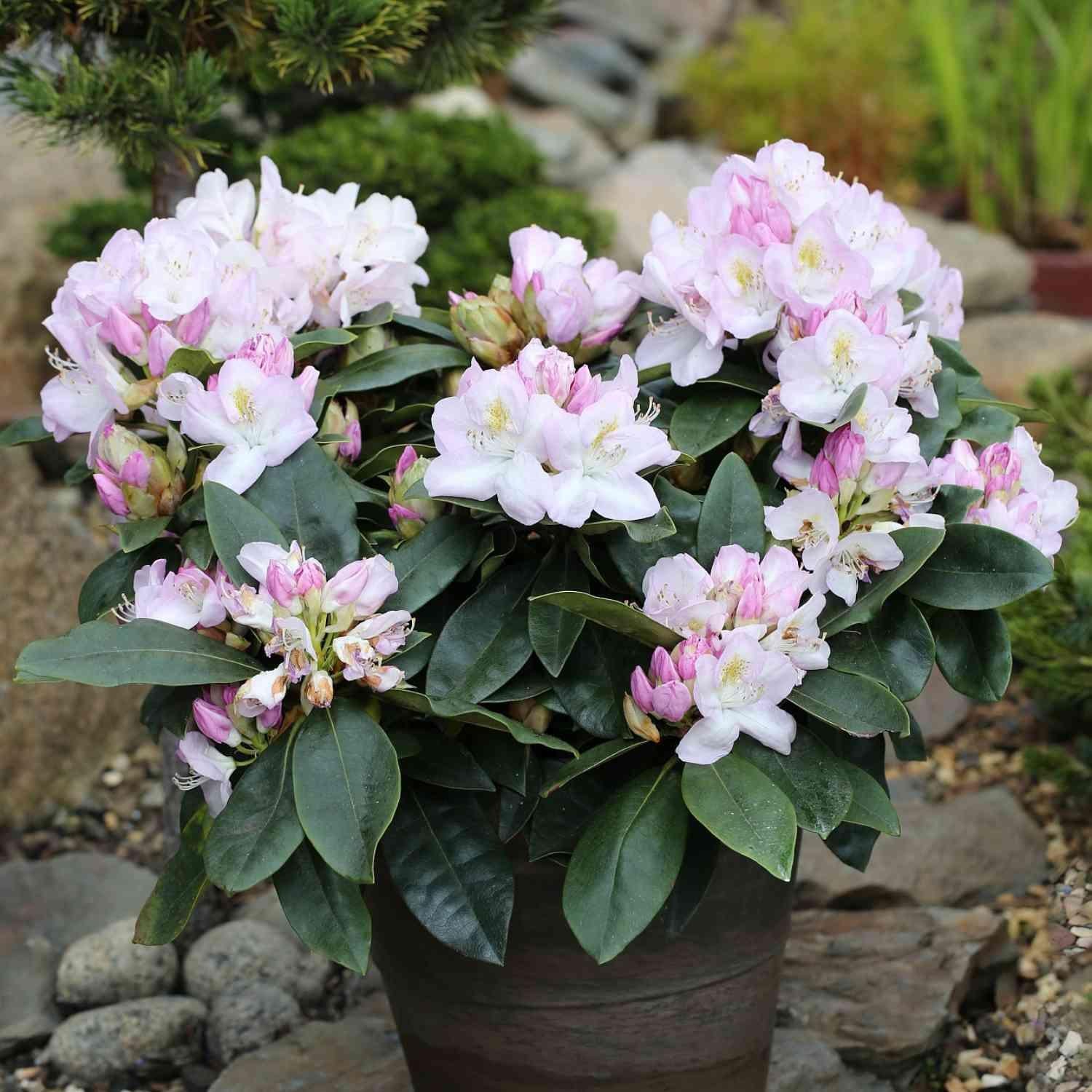 Rhododendron 'gomer Waterer' - View 16 from www redcrocus com