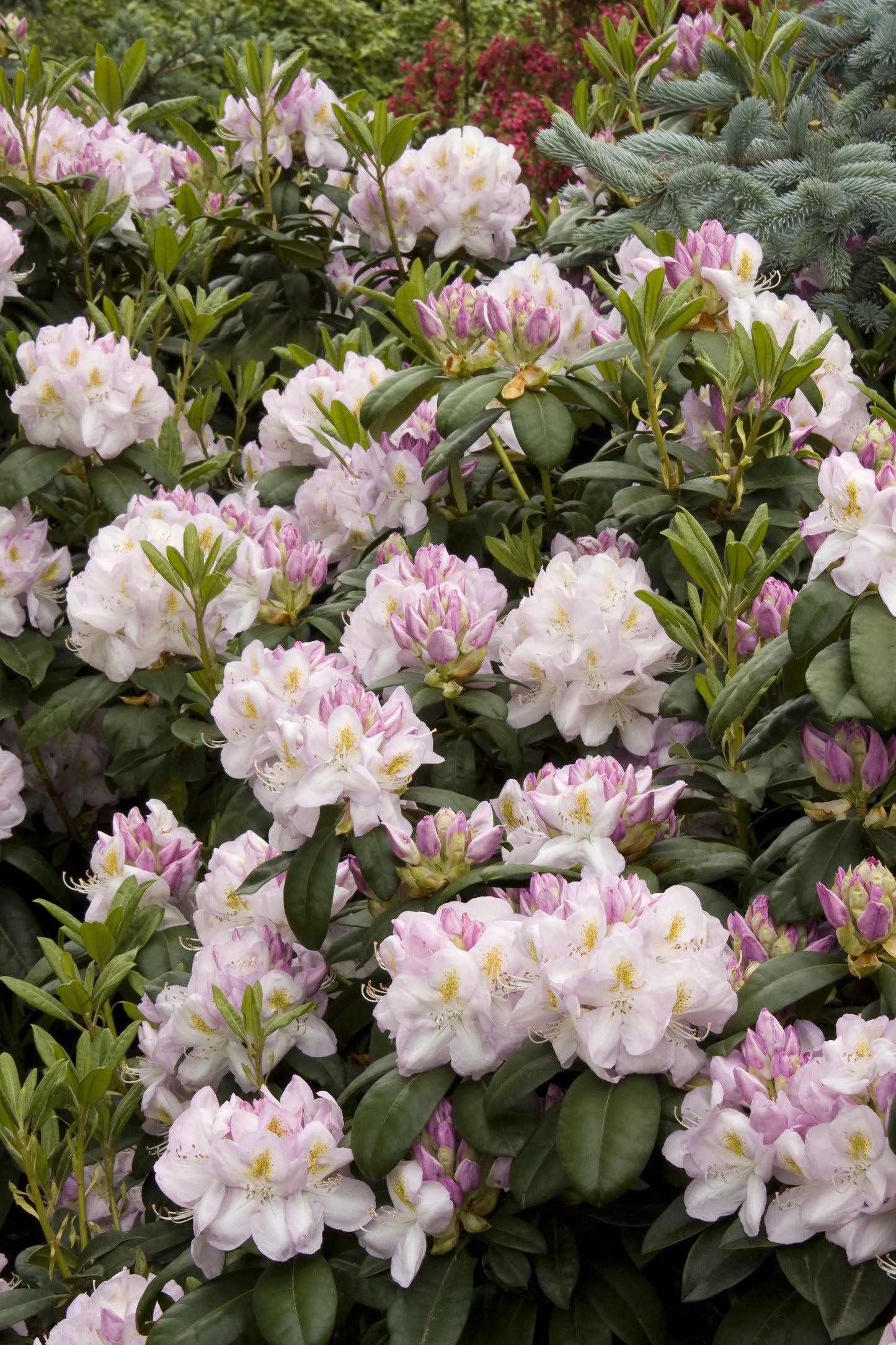 Rhododendron 'gomer Waterer' - View 1 from www redcrocus com