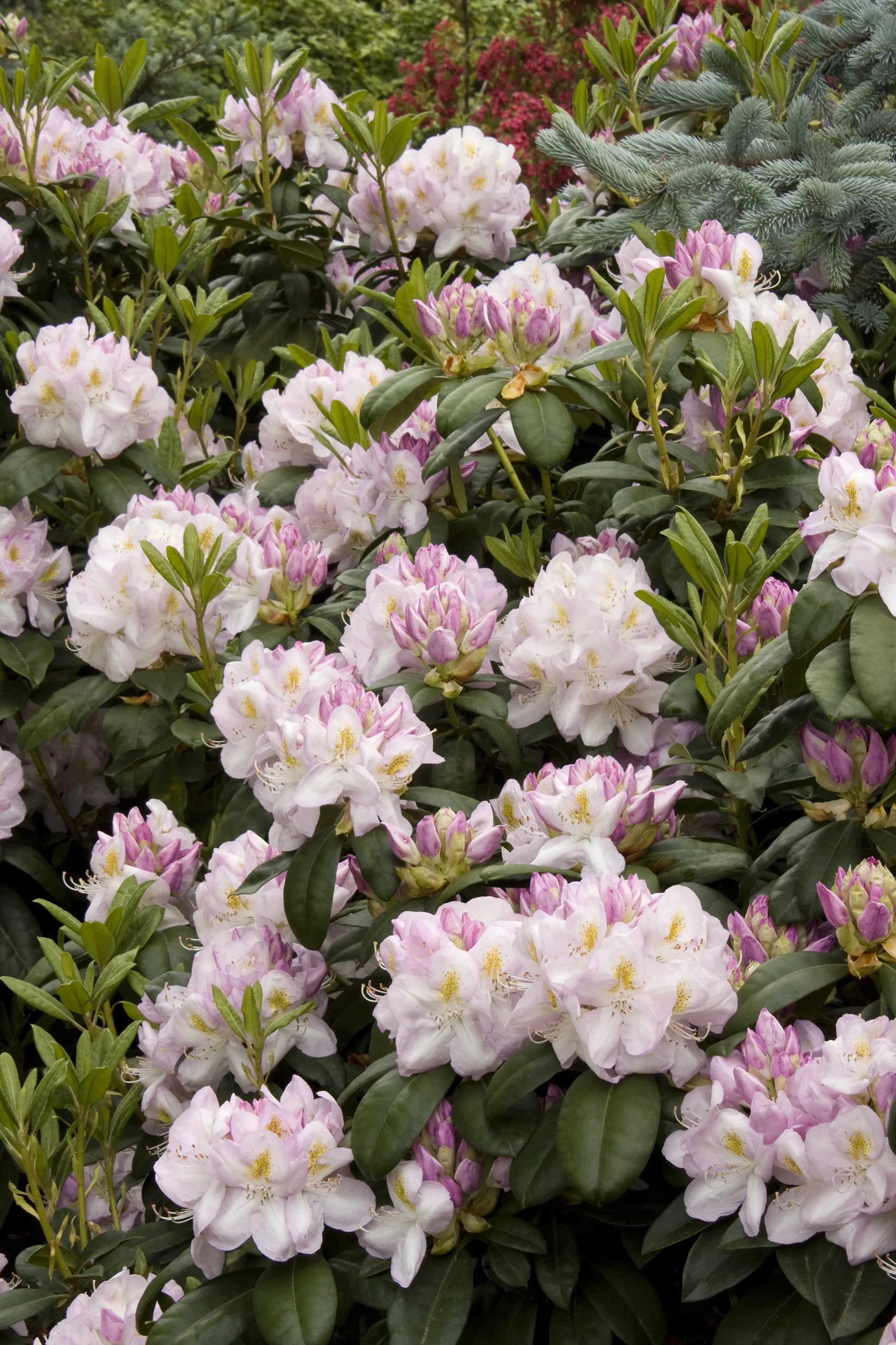 Rhododendron 'gomer Waterer' - View 1 from www redcrocus com