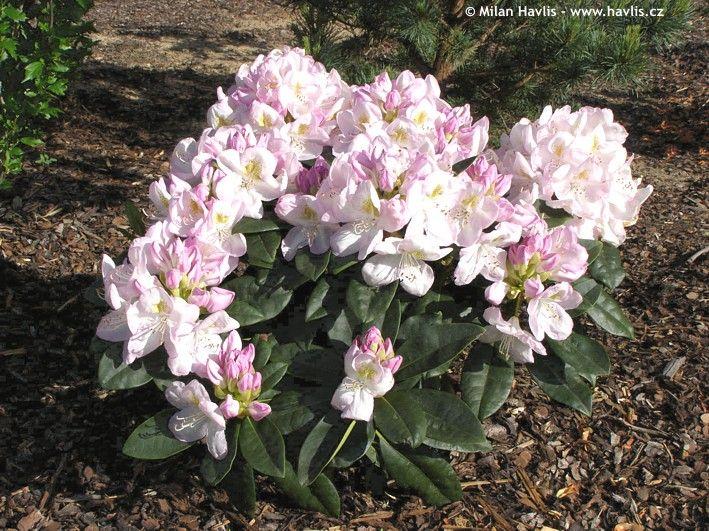 Rhododendron 'gomer Waterer' - View 21 from www redcrocus com