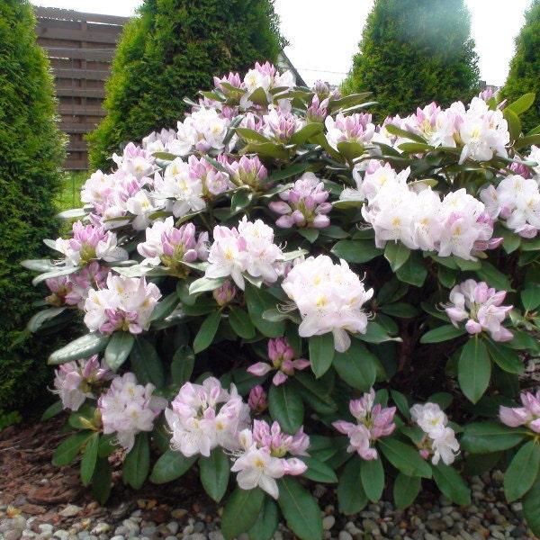 Rhododendron 'gomer Waterer' - View 25 from www redcrocus com