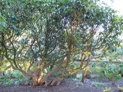 Rhododendron 'gomer Waterer' - View 26 from www redcrocus com