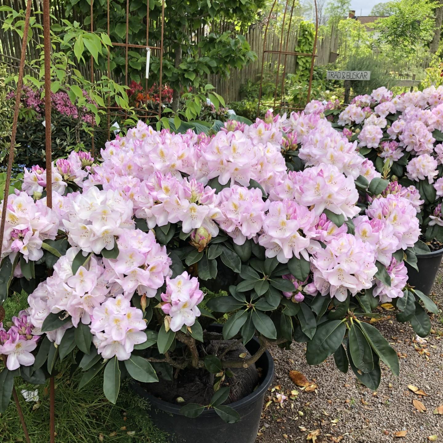 Rhododendron 'gomer Waterer' - View 27 from www redcrocus com