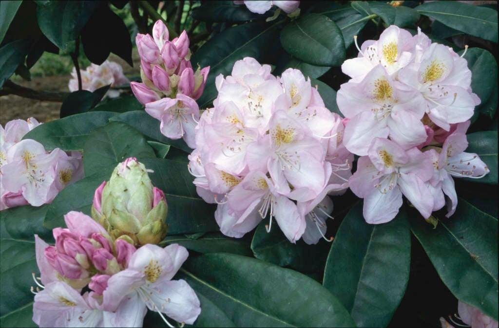 Rhododendron 'gomer Waterer' - View 29 from www redcrocus com