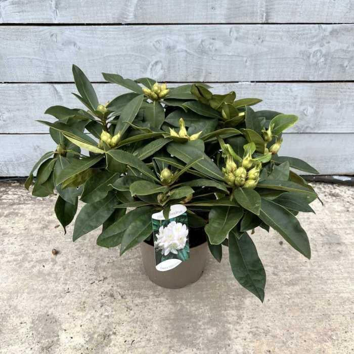 Rhododendron 'gomer Waterer' - View 33 from www redcrocus com