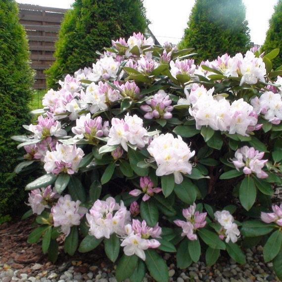 Rhododendron 'gomer Waterer' - View 3 from www redcrocus com