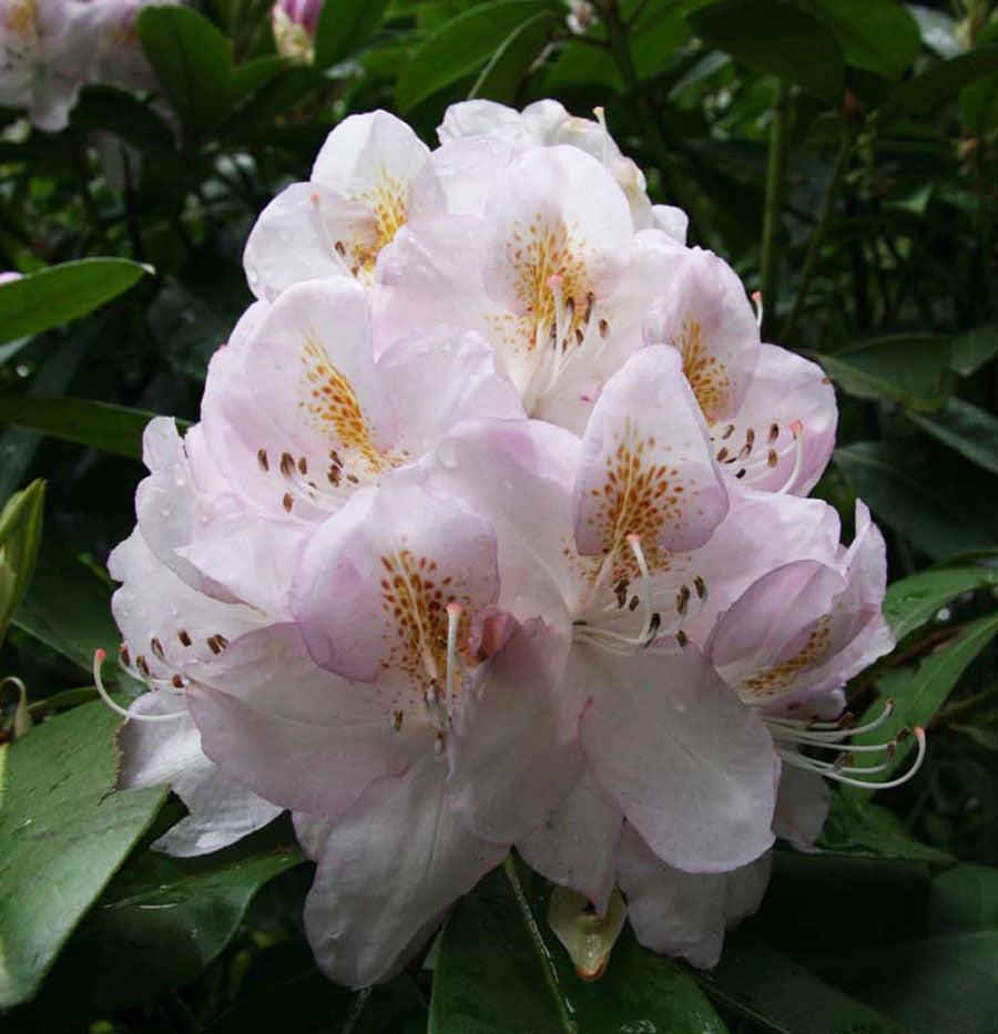 Rhododendron 'gomer Waterer' - View 4 from www redcrocus com