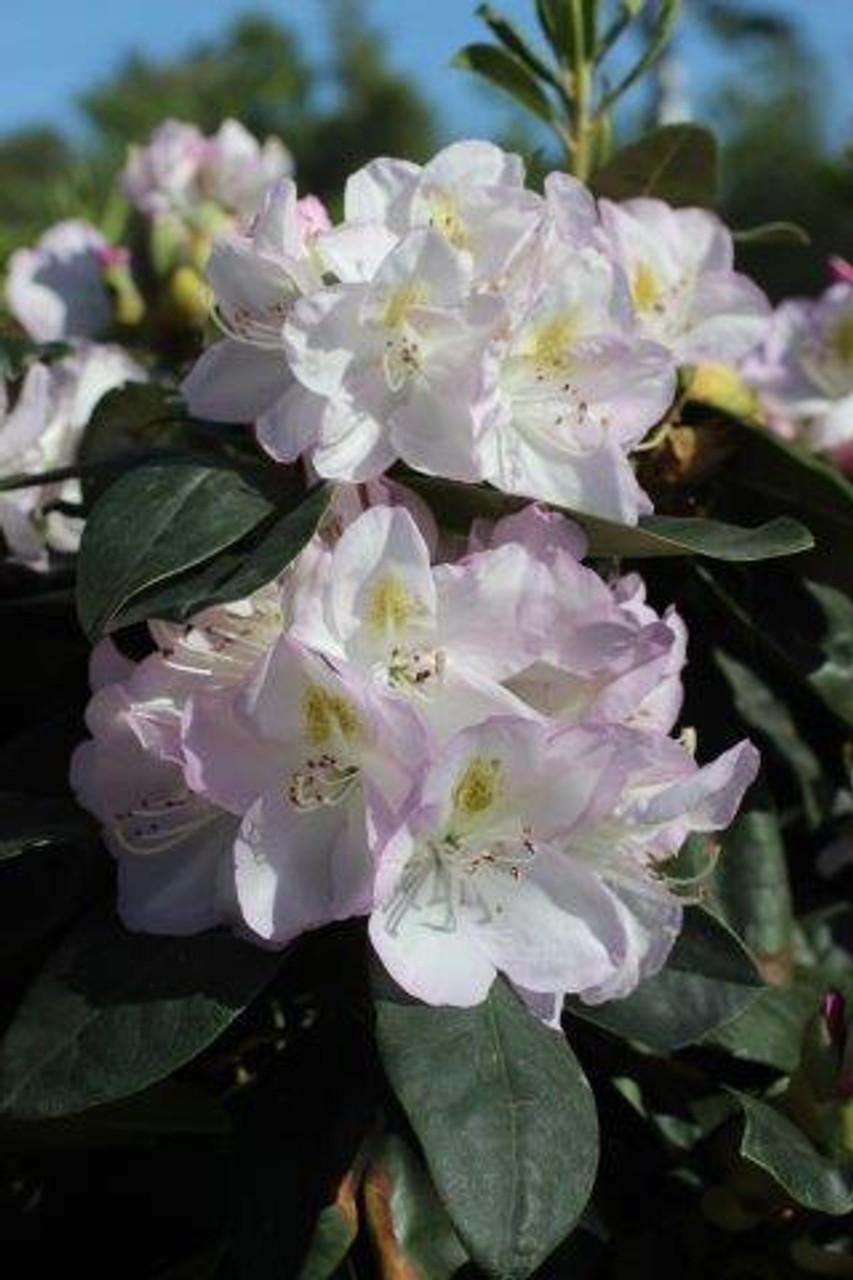Rhododendron 'gomer Waterer' - View 8 from www redcrocus com