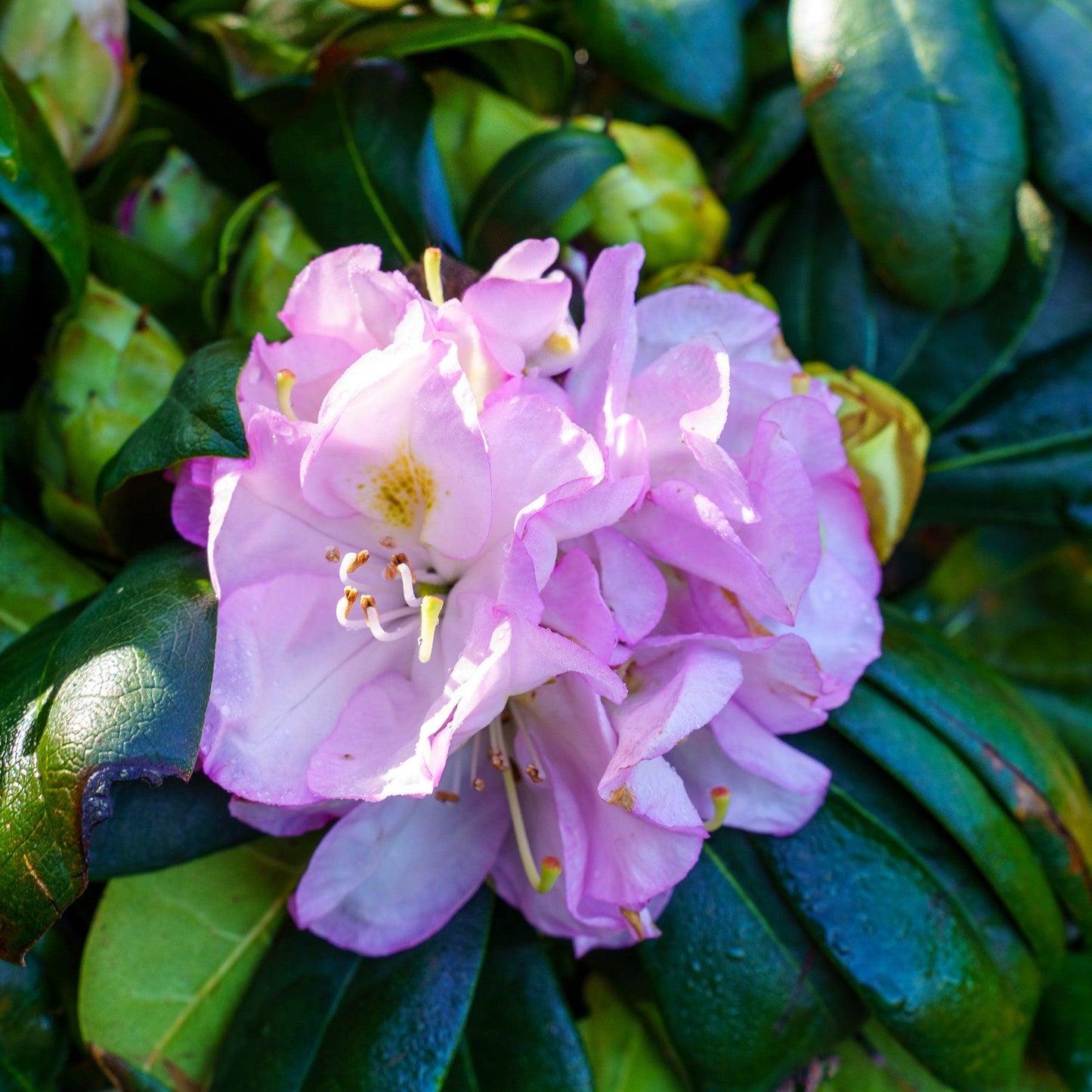 Rhododendron 'gomer Waterer' - View 9 from www redcrocus com