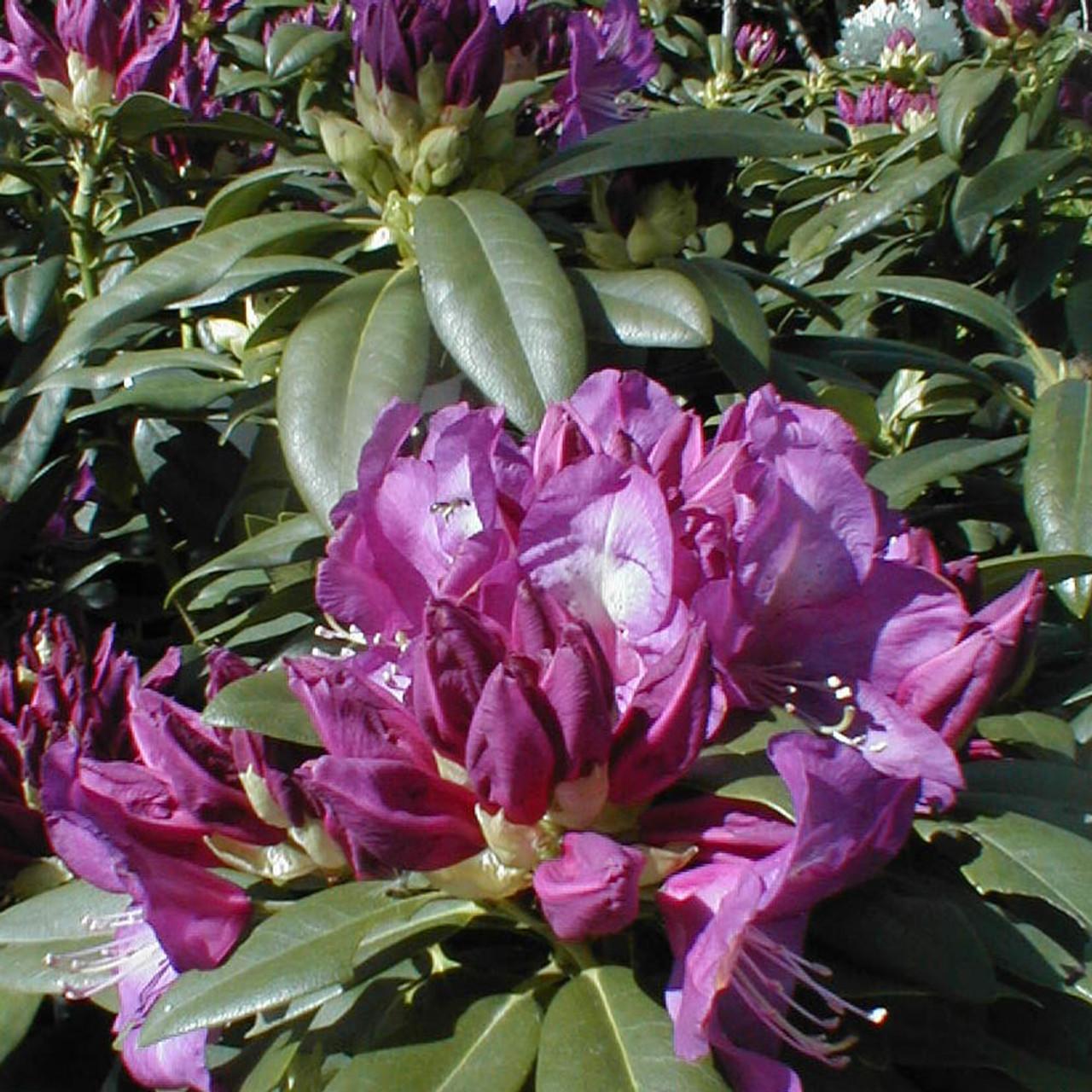 Rhododendron Purple Passion - View 15 from www redcrocus com
