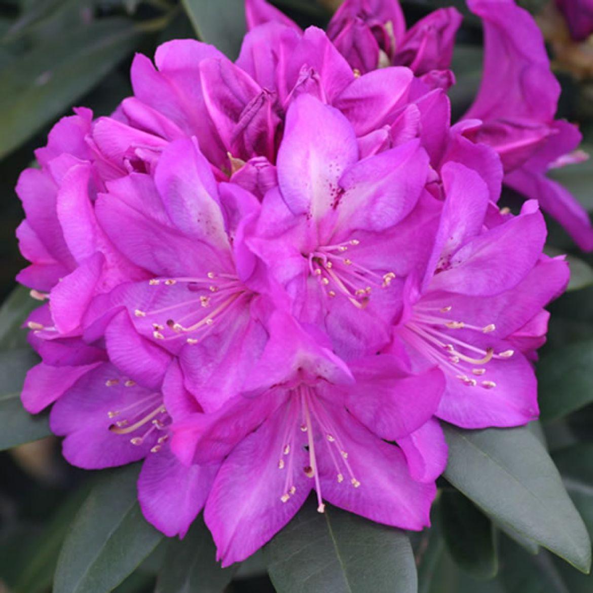 Rhododendron Purple Passion - View 16 from www redcrocus com