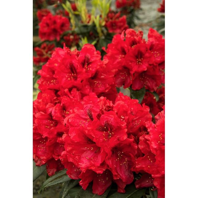 Rhododendron 'trilby' - View 10 from www redcrocus com