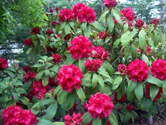 Rhododendron 'trilby' - View 14 from www redcrocus com