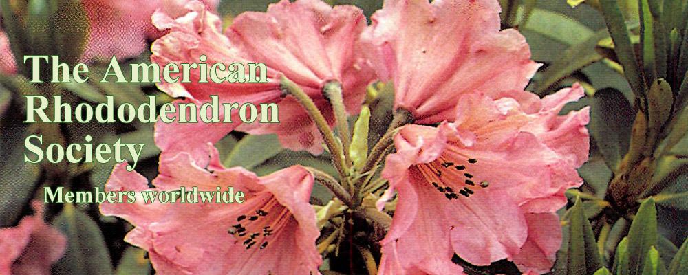 Rhododendron 'trilby' - View 16 from www redcrocus com