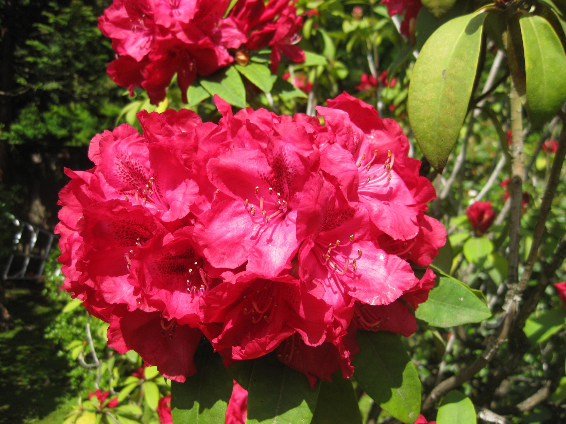 Rhododendron 'trilby' - View 18 from www redcrocus com