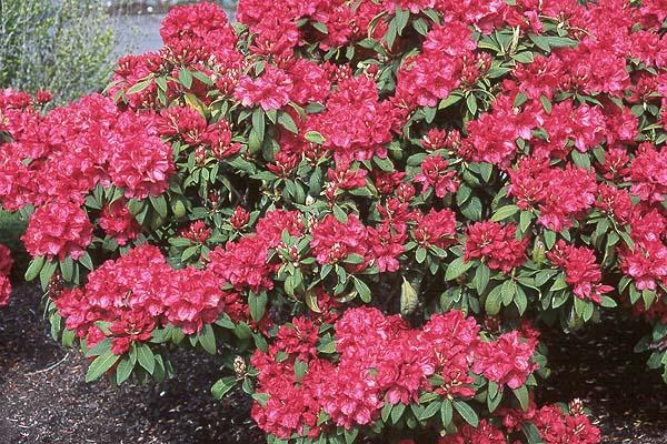 Rhododendron 'trilby' - View 1 from www redcrocus com